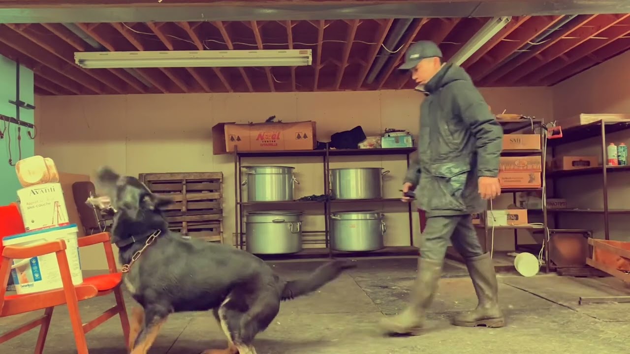 IGP training: Bond vom Haus Le (Irck de la Hutte du Berger x Kira Ja Na Ka) 15 months.
