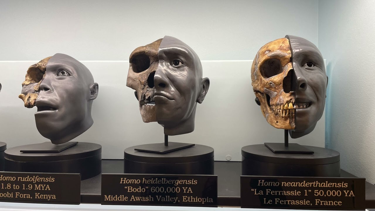 Human Evolution Skull Reconstructions