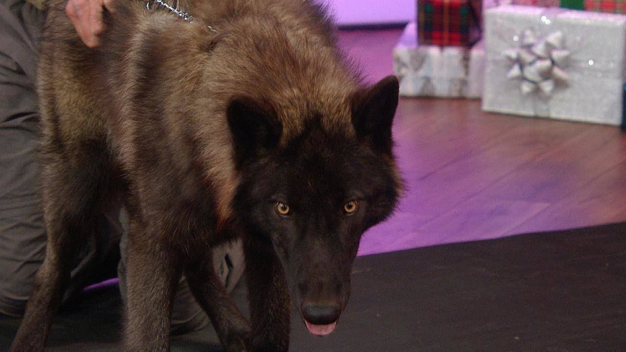 Watch Rach and Emeril Scurry Away from TWO Wolves