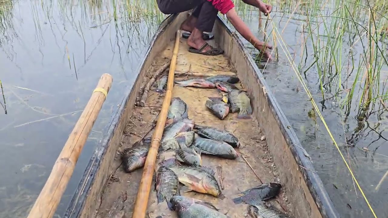 Aaj nalsarovar Mein net mein bahut sari Machhali a gai🐠😮 
