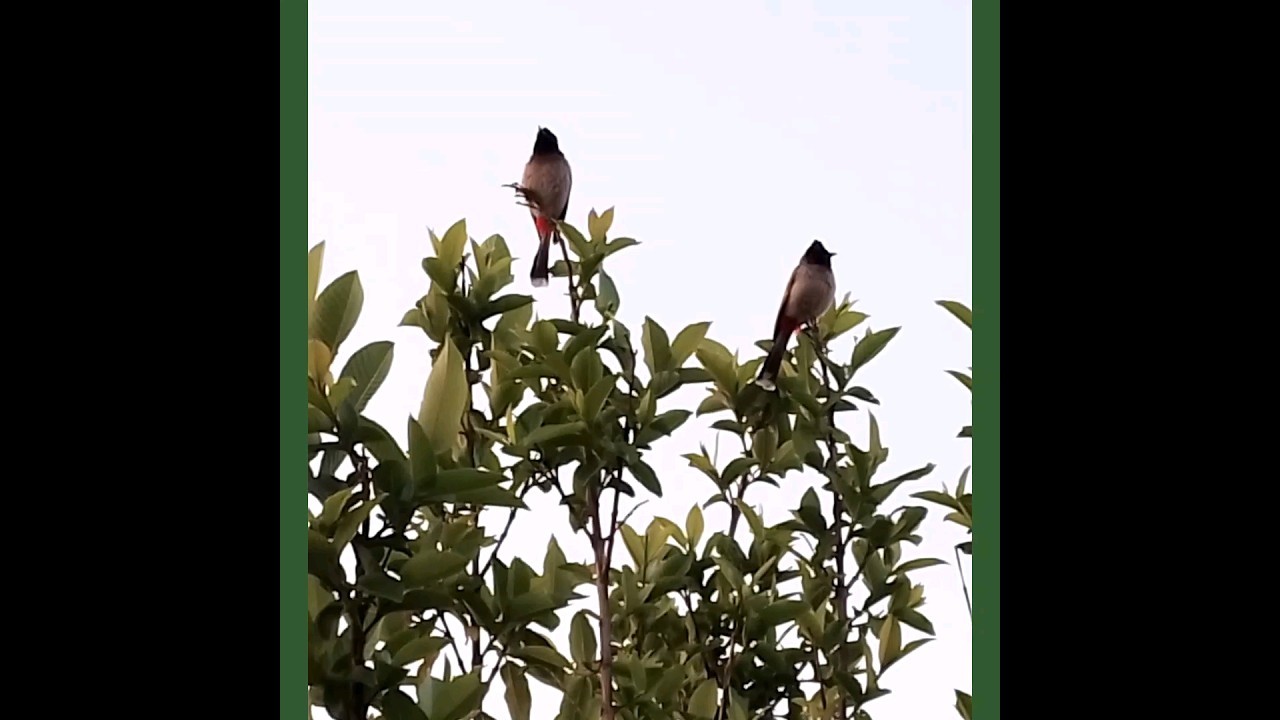 Asian Nightingale sound, Beautiful #shorts #birds