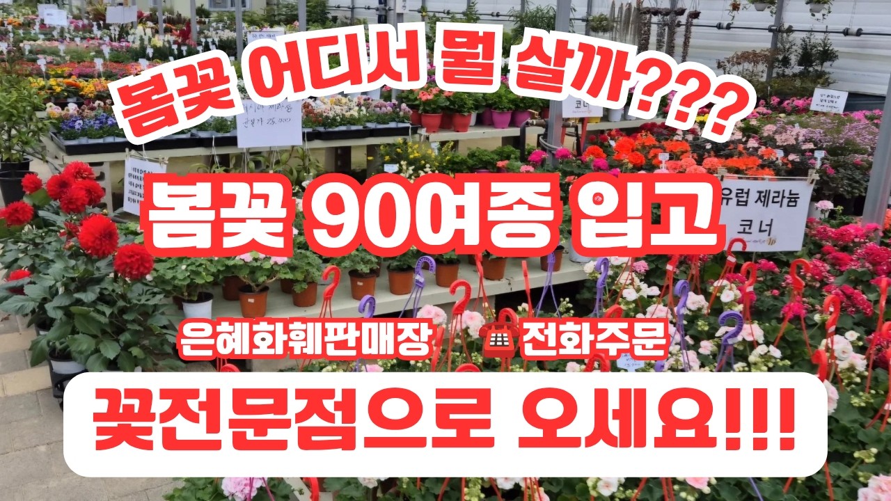 은혜화훼판매장🌳4K영상☎전화주문 010 2651 4421#리갈제라늄 모나리자 바이ㅅ#인동초#클레마티스(으아리)#산토리 수국#프로스탄테라#마가렛 스매쉬더블핑크#금작화#청화쥐손이 🌳