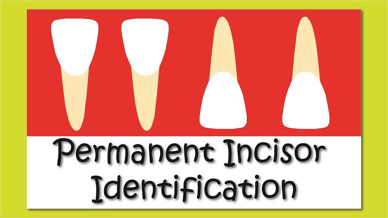 Teeth Identification - Permanent Incisors