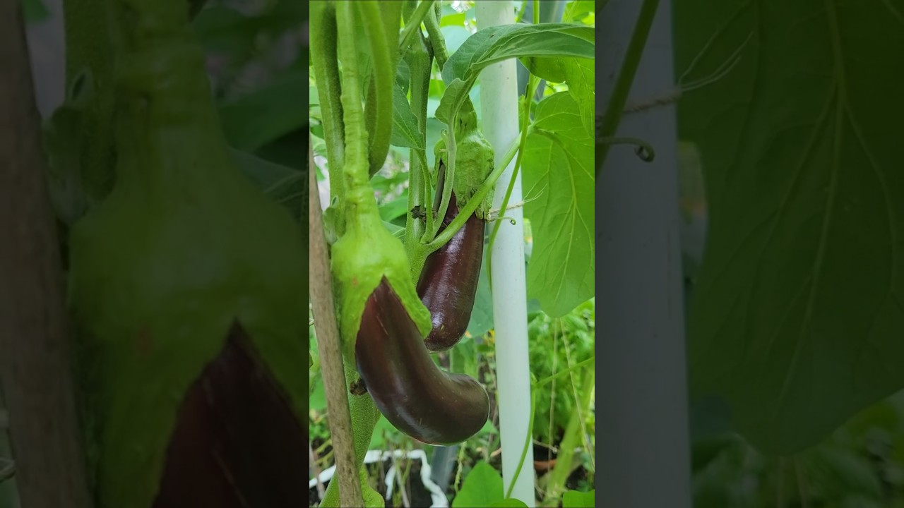 Pollinisation crois&eacute;e des aubergines !
