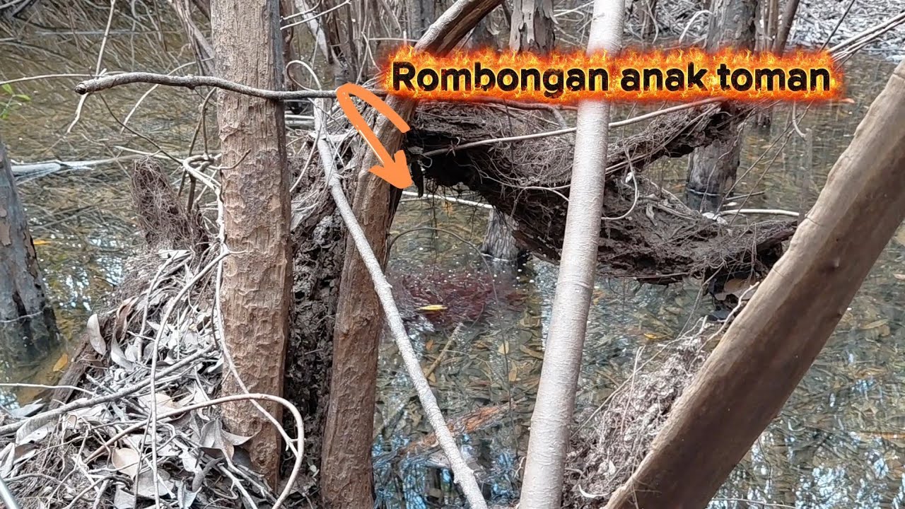 EMPAT KALI KETEMU TOMAN BAWA ANAK