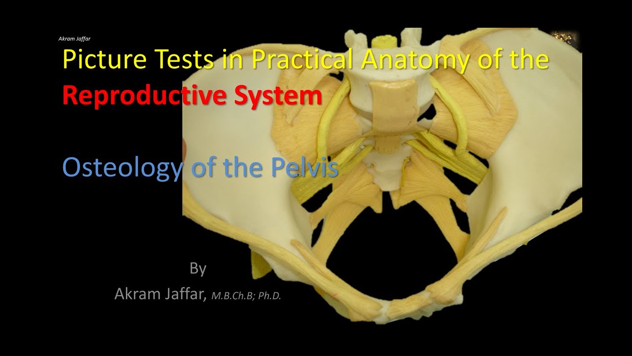 Picture tests in the anatomy of the reproductive system - osteology