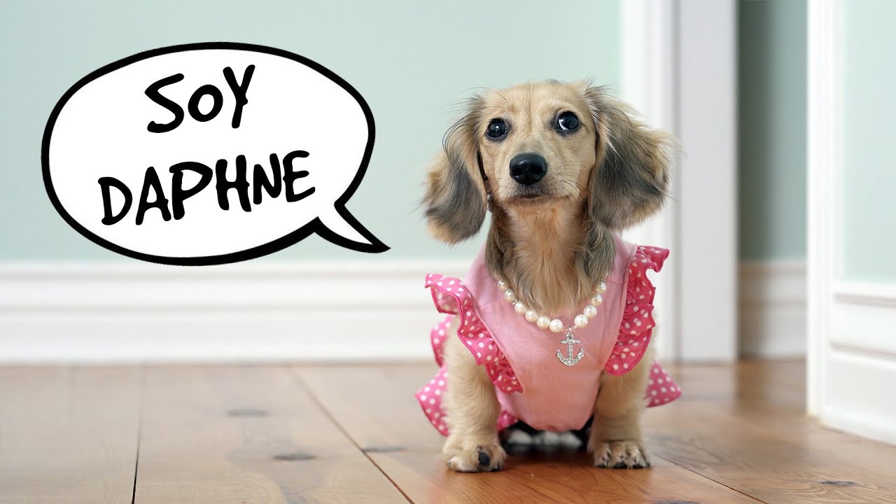 La divertida vida de una perrita salchicha