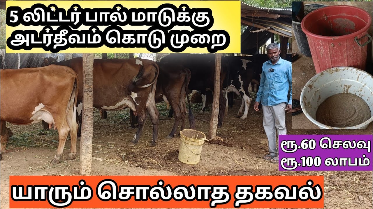 அடர் தீவனம் சரியான முறையில் எப்படி கொடுக்க வேண்டும் | அடர்தீனம் செலவு ரூ30 லாபம் ரூ100 சரியான லாபம்