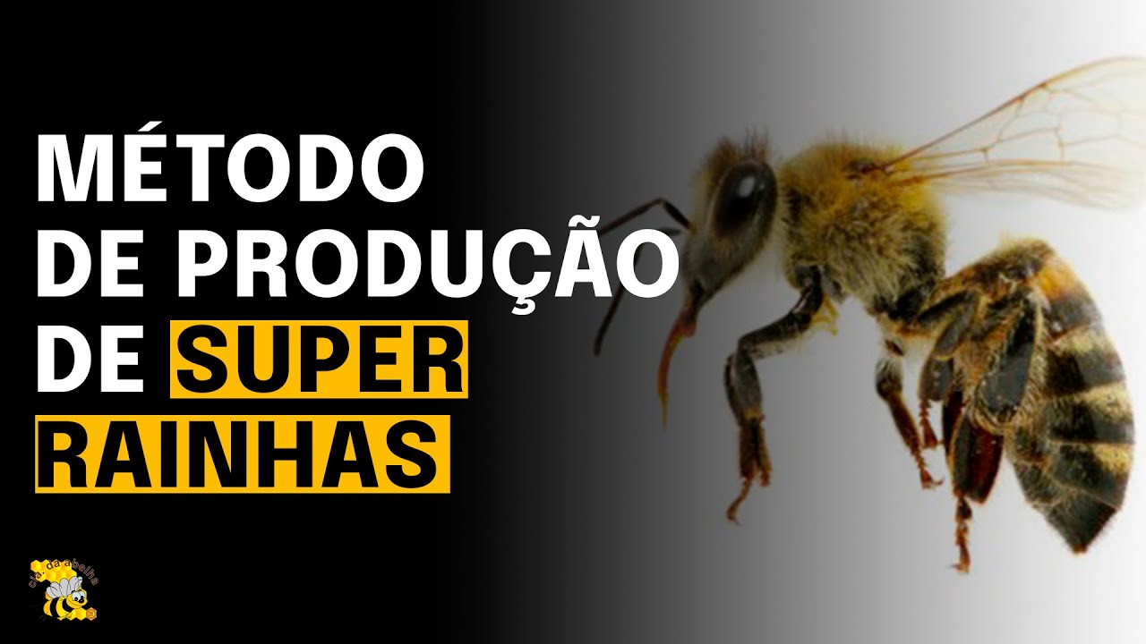 Como fazer a melhor seleção genética de rainhas em seu apiário?
