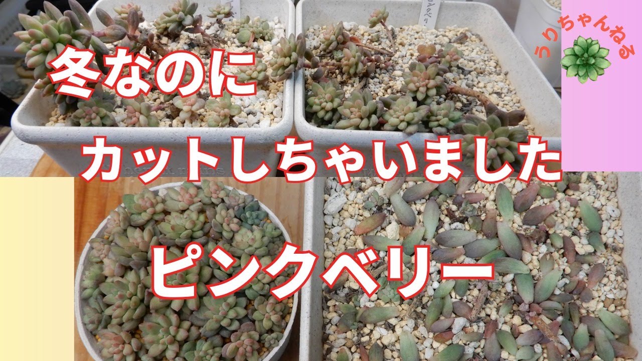 [多肉植物Ⅴlog344]冬なのに、ピンクベリーをカットしちゃいました😊