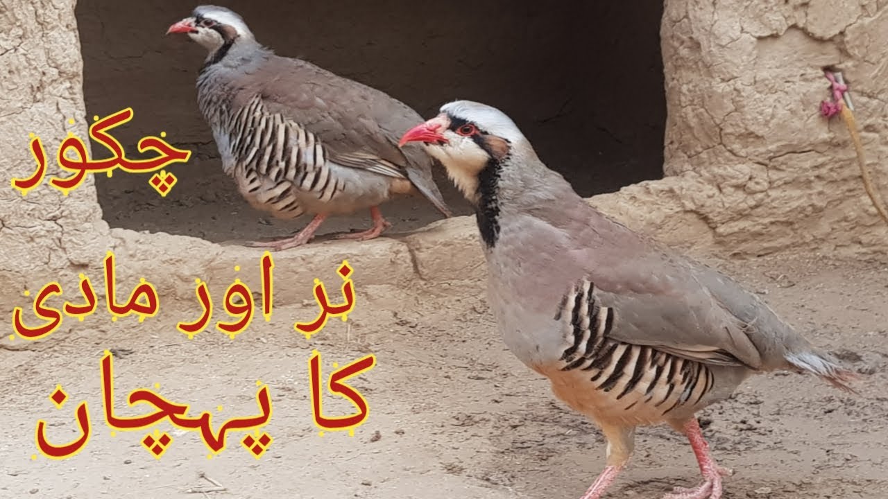 Chakor nar aur madi ka pehchan