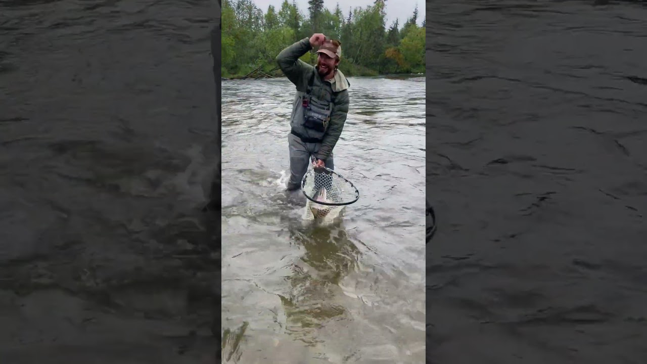 Alaskan Rainbow Trout #trout #flyfishing #rainbowtrout #alaska