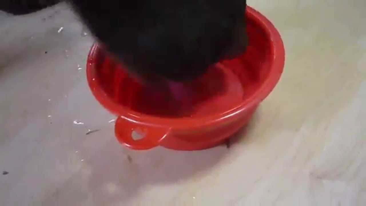 Collapsible Dog Bowl Review