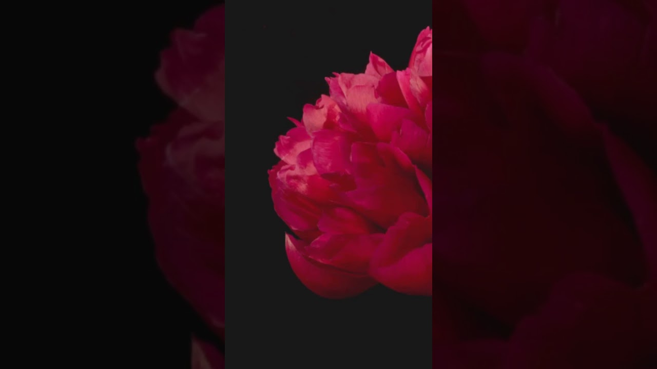 The Rose of Mandelbrot A Fractal Tale 