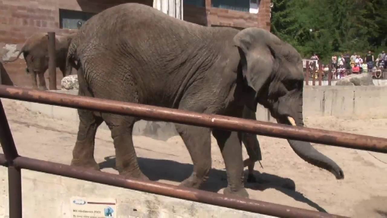 Slon v novom logu ZOO