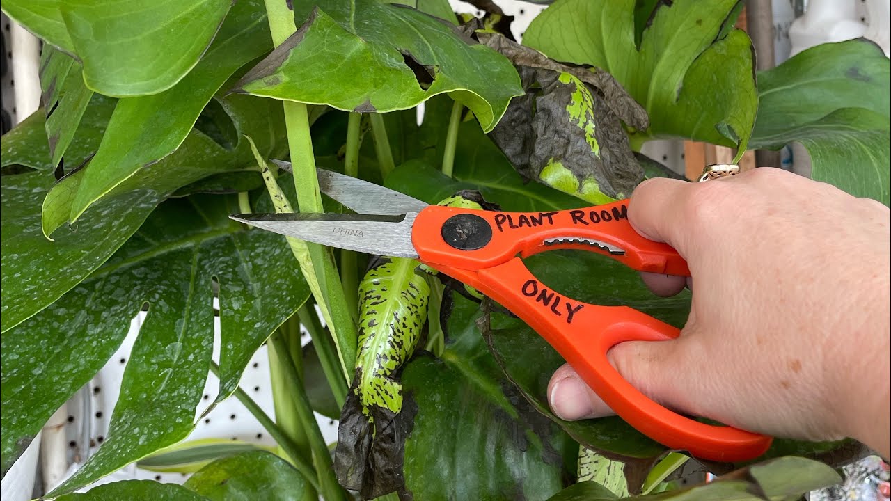 Monstera Rehab. How to properly prune your Monstera deliciosa 🪴