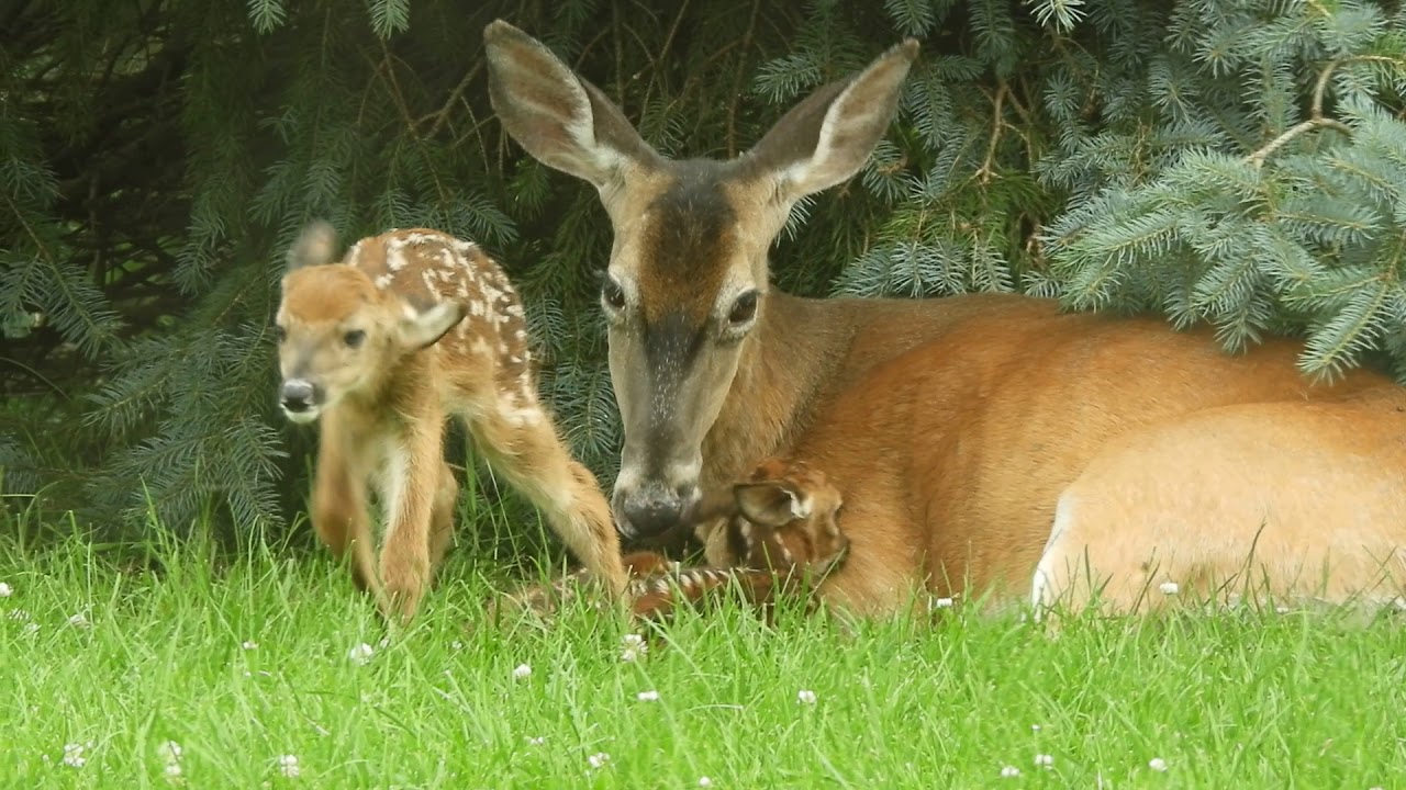 Doe and Fawns