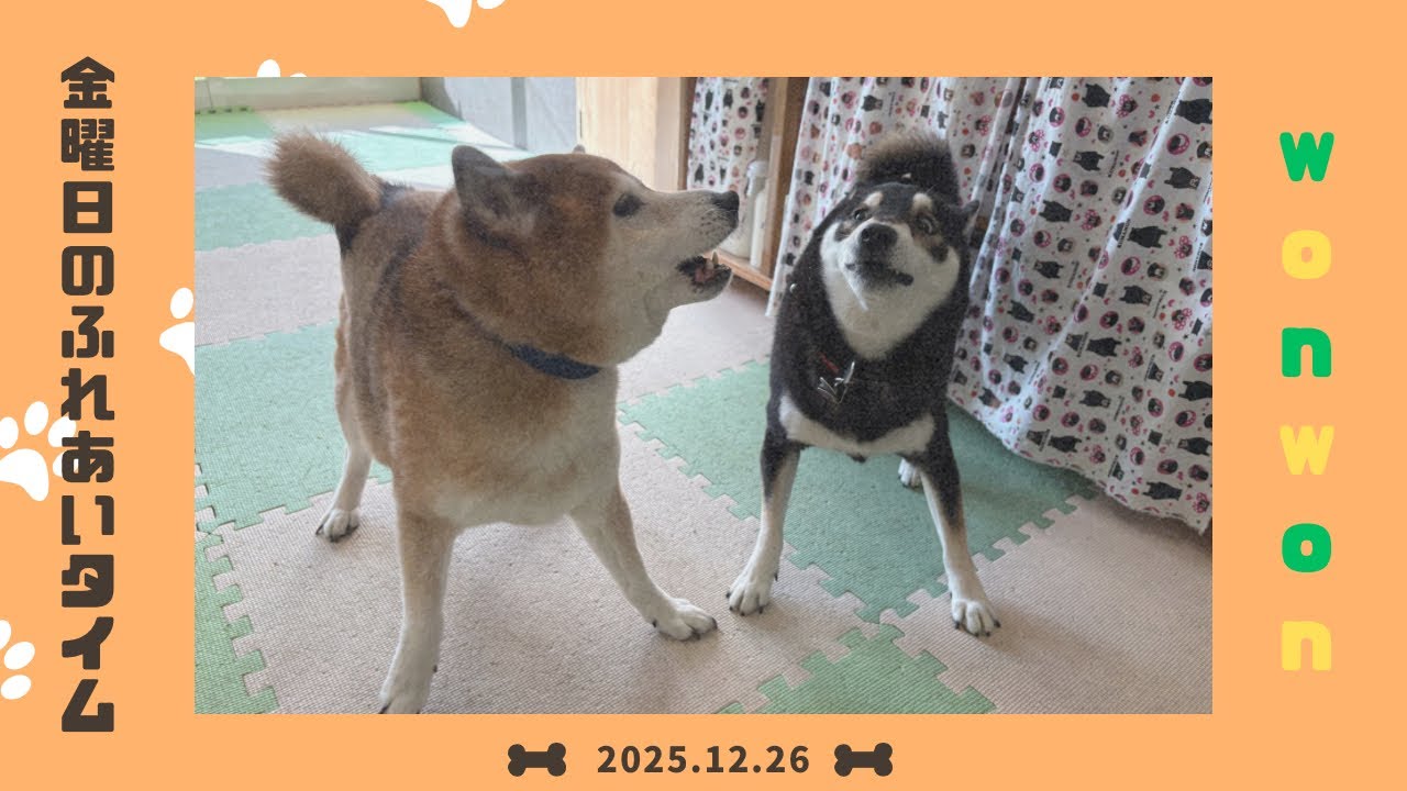 【犬の幼稚園】わんわんようちえん　金曜日のふれあいタイム