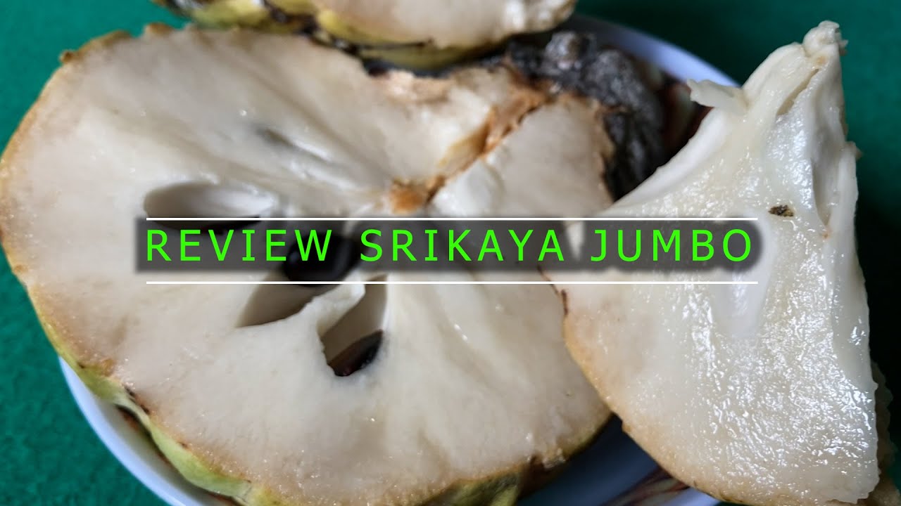 REVIEW BUAH SRIKAYA JUMBO
