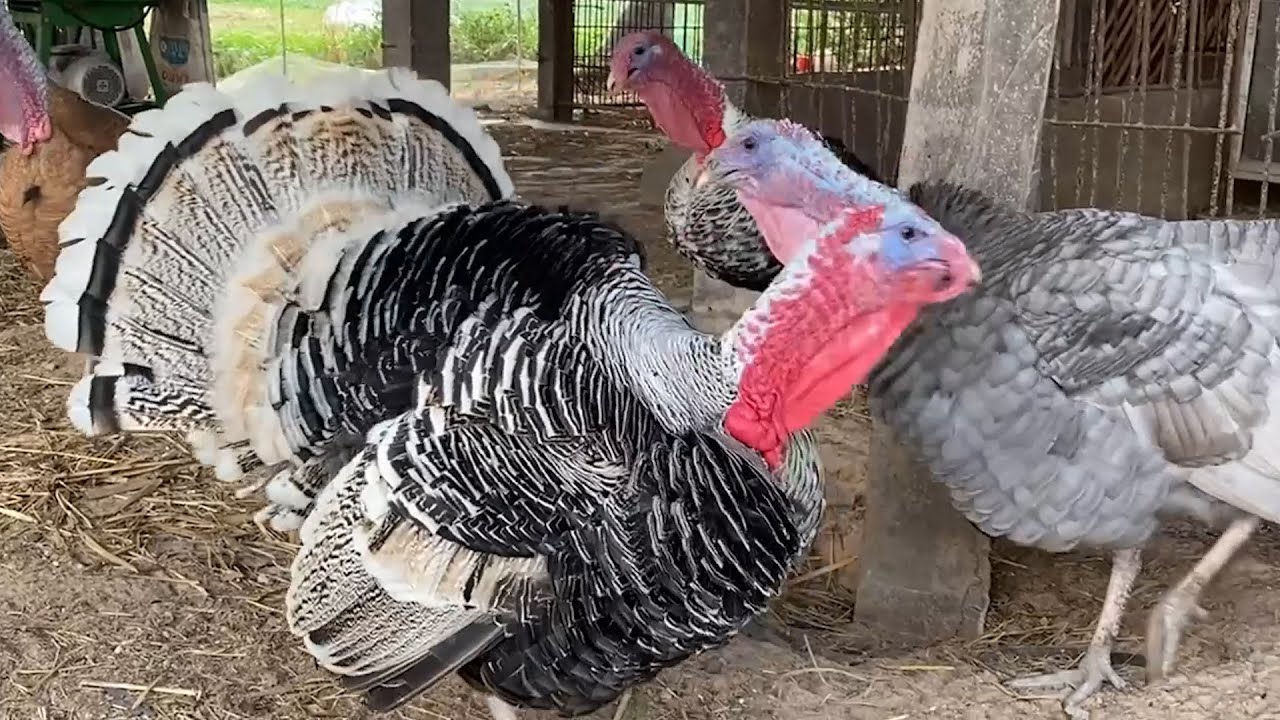 เลี้ยงไก่งวง