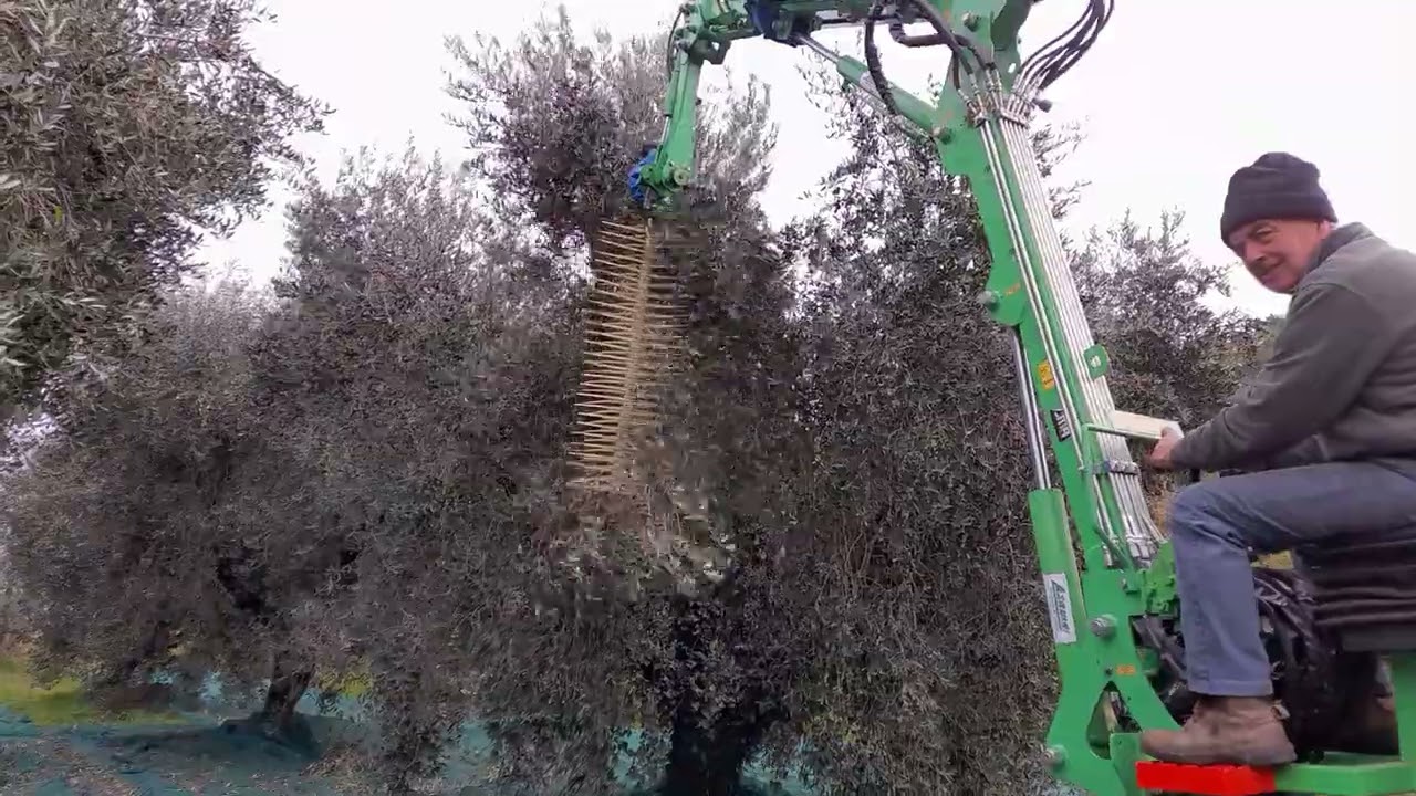 Raccolta olive 2024
