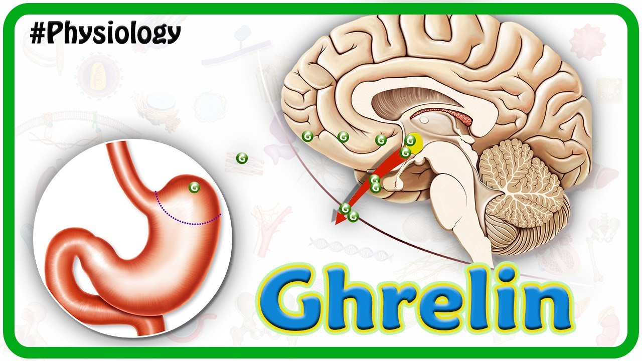 Physiology of Ghrelin Animation: USMLE Step 1