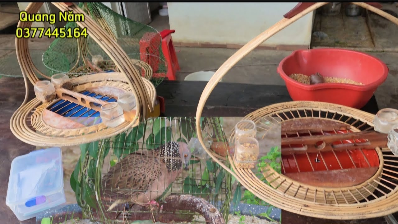 cách xích chim cu gáy lên lồng trần chuẩn nhất