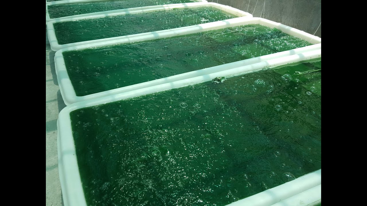 spirulina farm