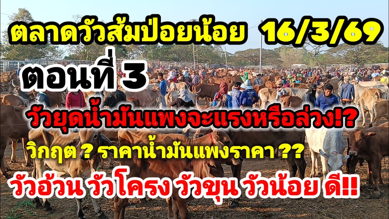 ตอนที่ 3 ตลาดวัวส้มป่อย 16/3/69 วันเลขออก  ขอให้หมานๆ ทั้งหวย ทั่งวัว วัวท้ายสนาม 