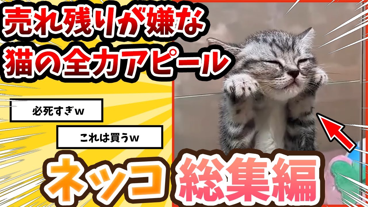 【2ch動物スレ】売れ残りだけは嫌だった子猫が猛アピールした結果→/ネッコ300選!!癒しのネコch動物スレ