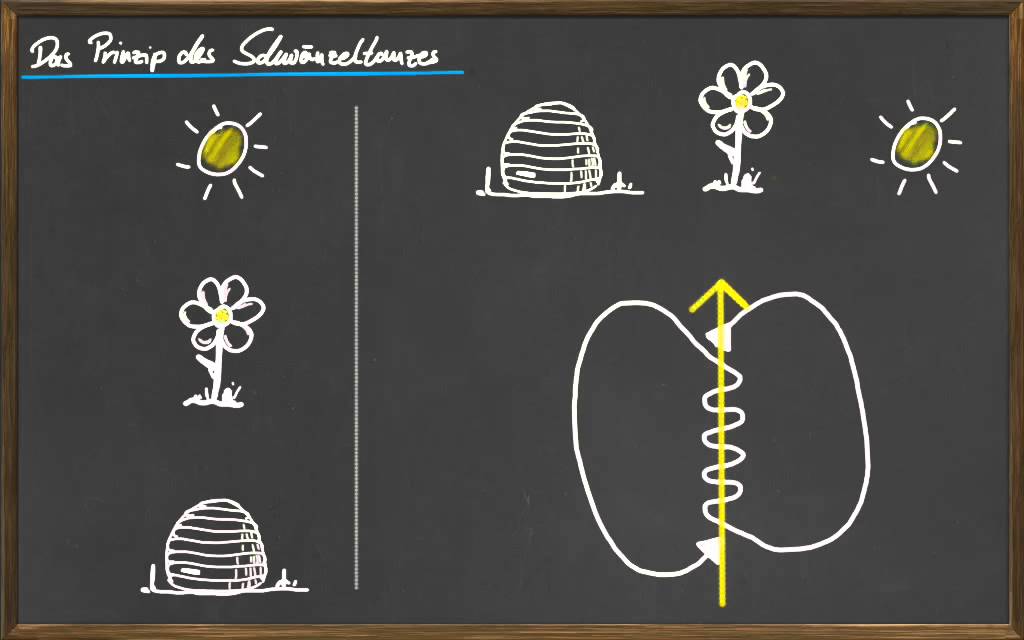08 Die Sprache der Bienen