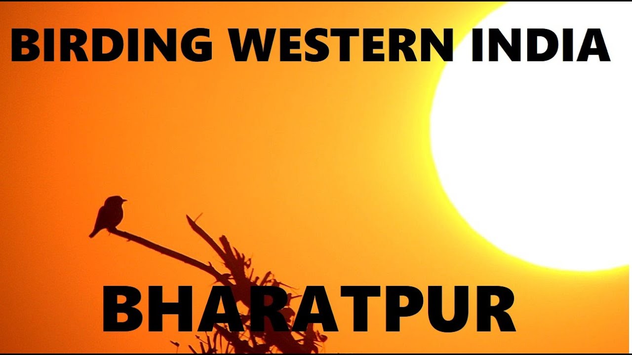 BIRDING WESTERN INDIA: BHARATPUR