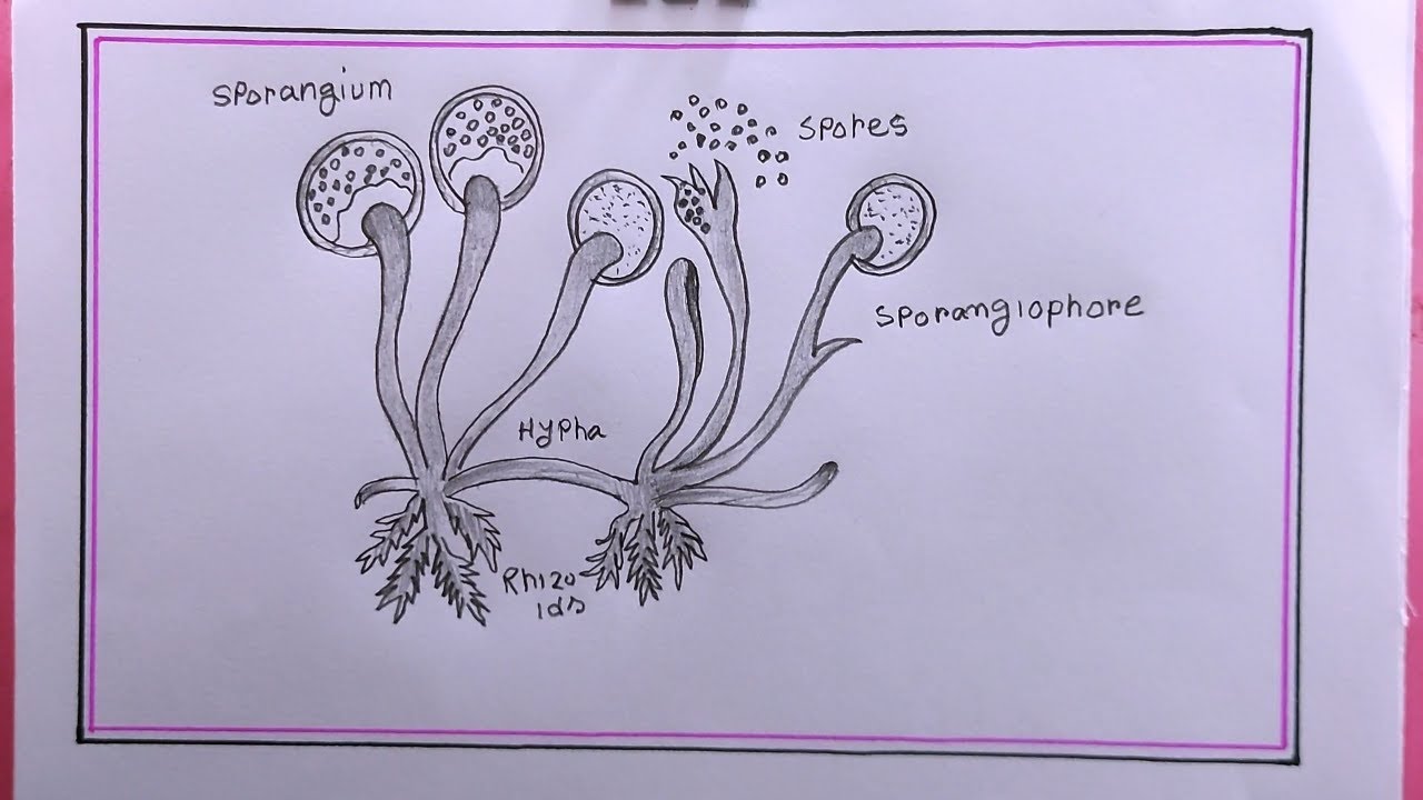 How To Draw rhizopus easy/rhizopus Drawing