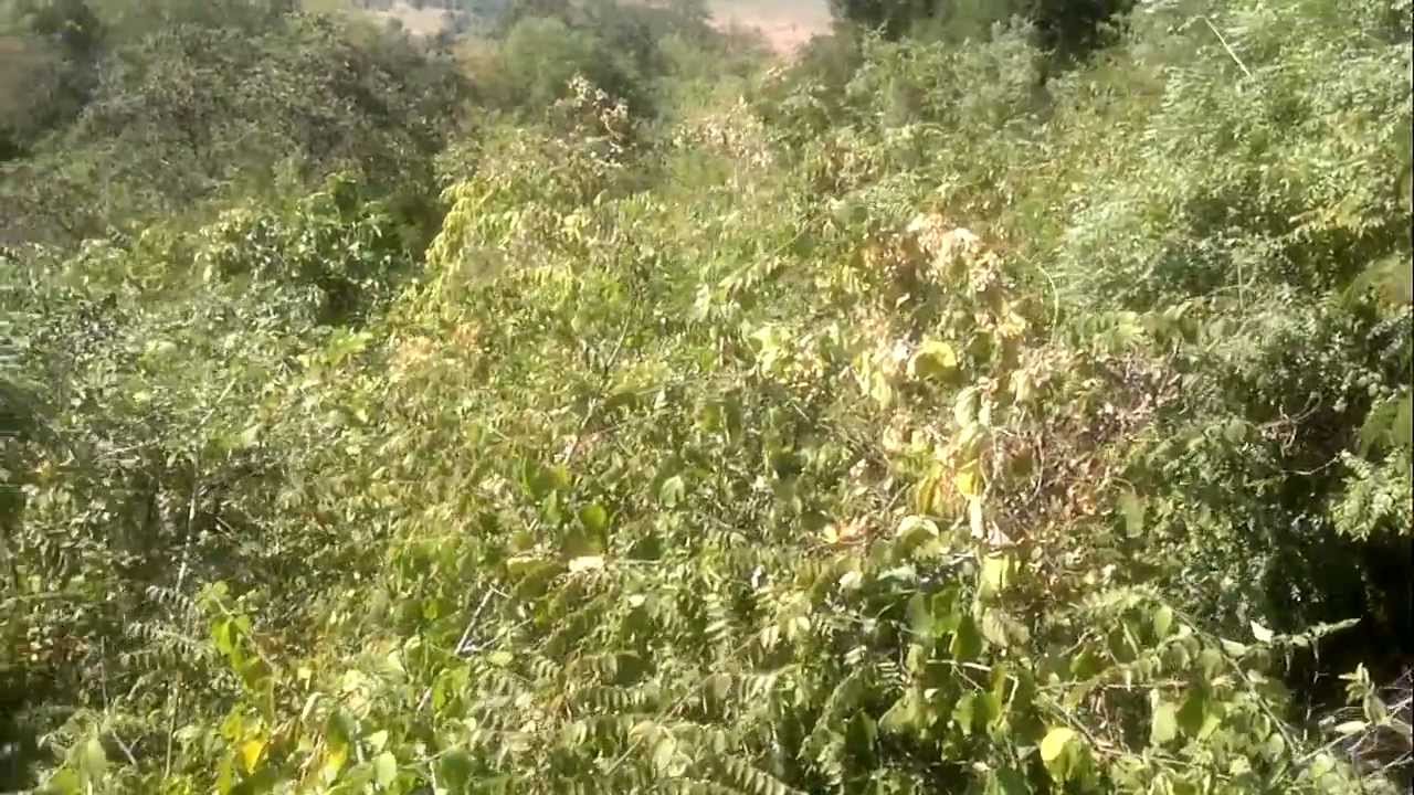 Trekking at Ananthagiri Hills