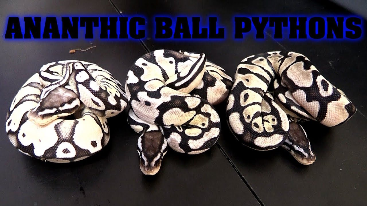 Axanthic Clutch Update!!!  Clutch #6, super pastel axanthic!!!