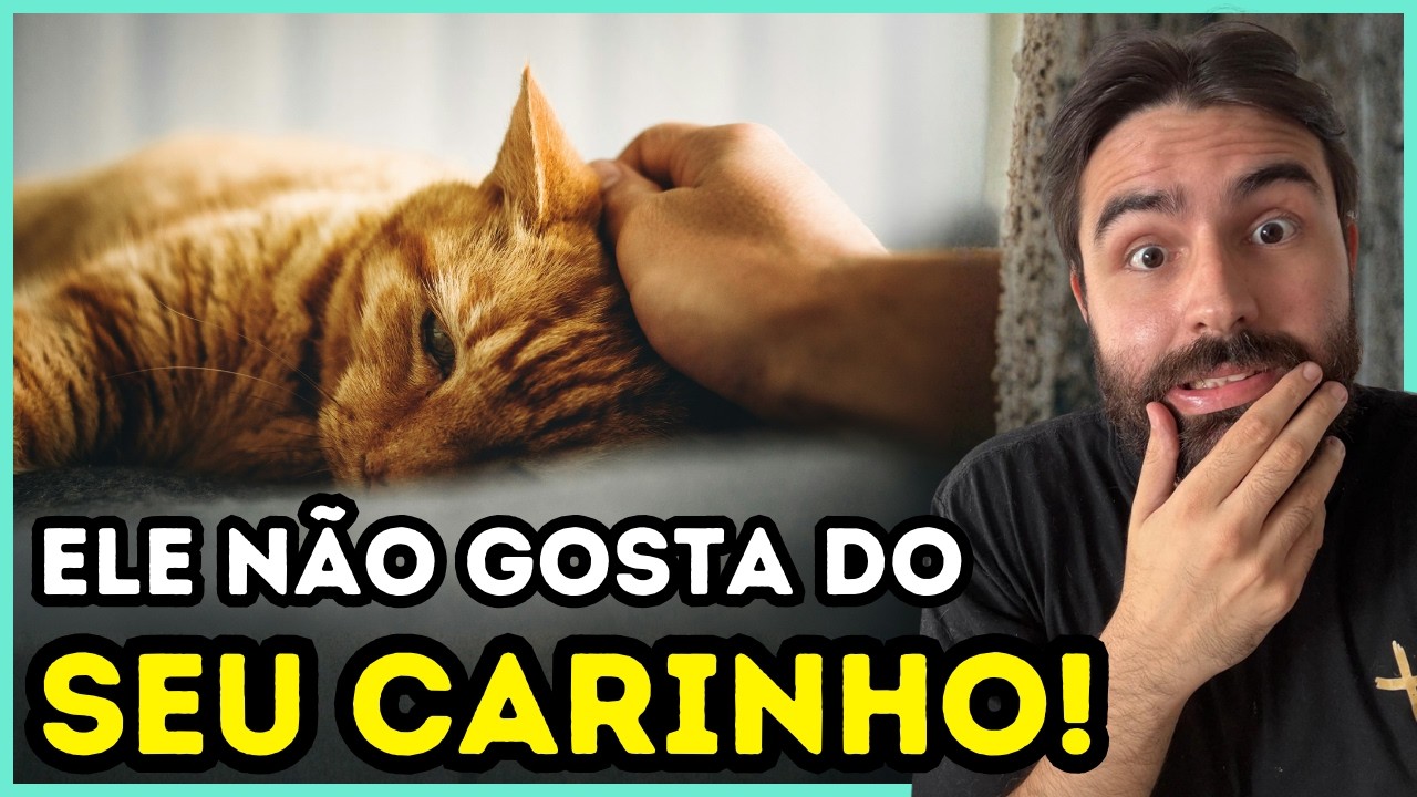 Sinais Que Seu Gato NÃO GOSTA Do Carinho Que Você Faz Nele!