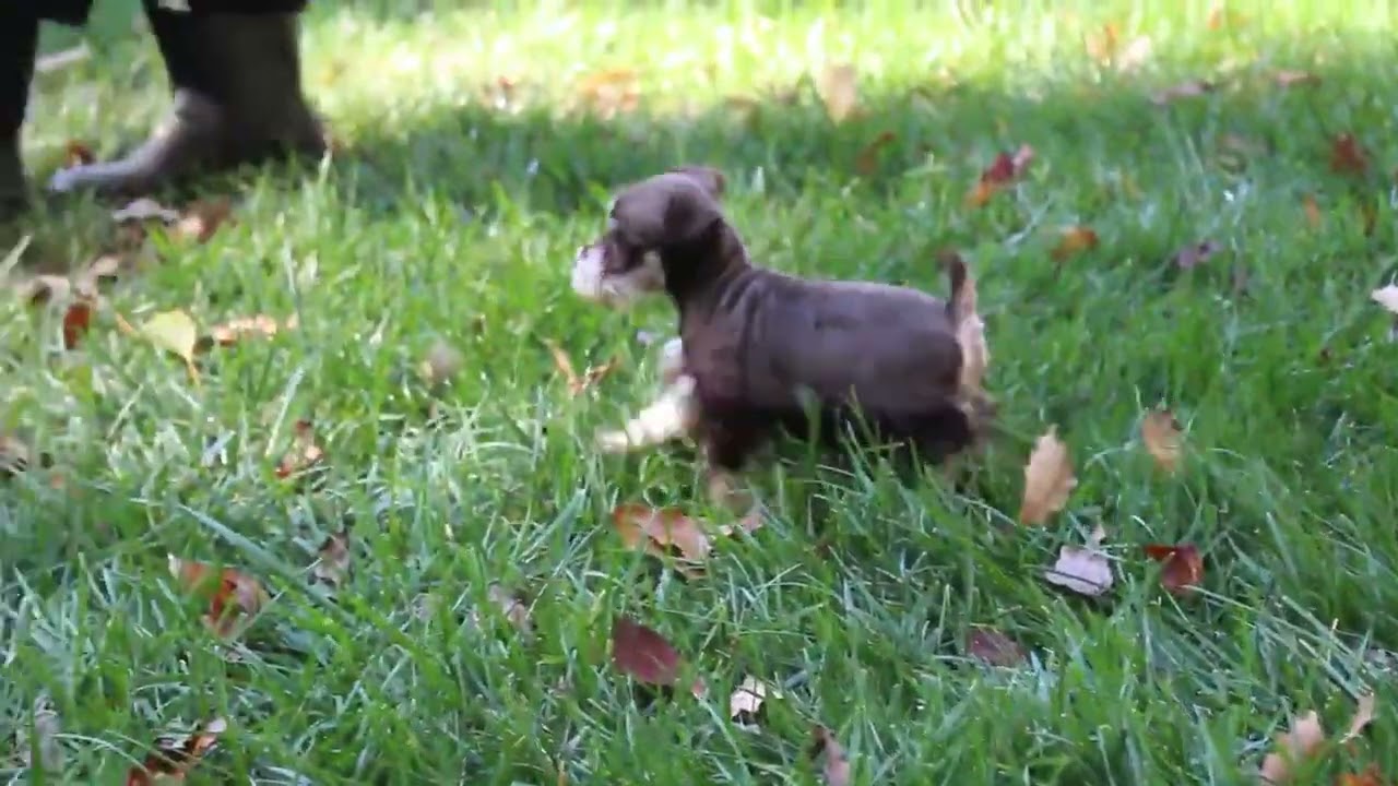 Miniature Schnauzer Puppies For Sale