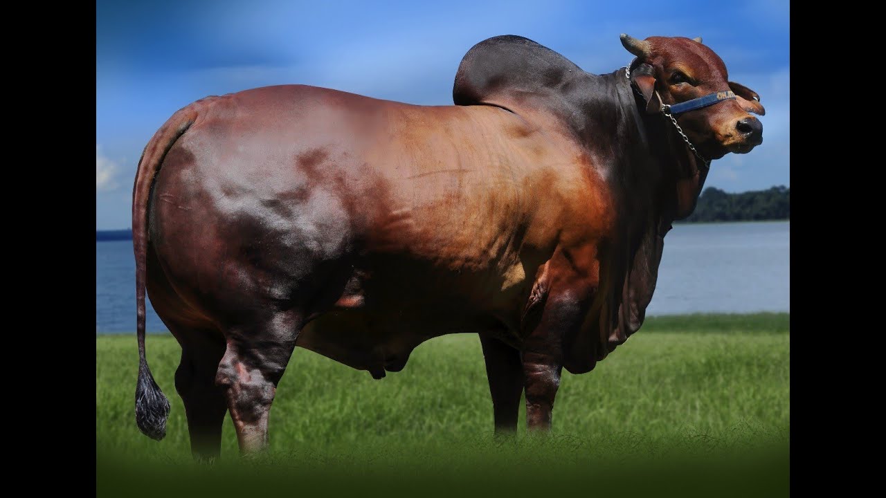 ACHEI ESSE VÍDEO DO ANTIGO GUERREIRO. VEJAM O MANEJO CORRETO PARA O BEM ESTAR ANIMAL