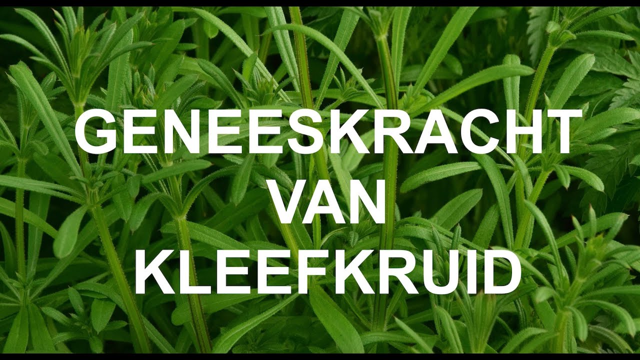KLEEFKRUID  - Online kruidenles