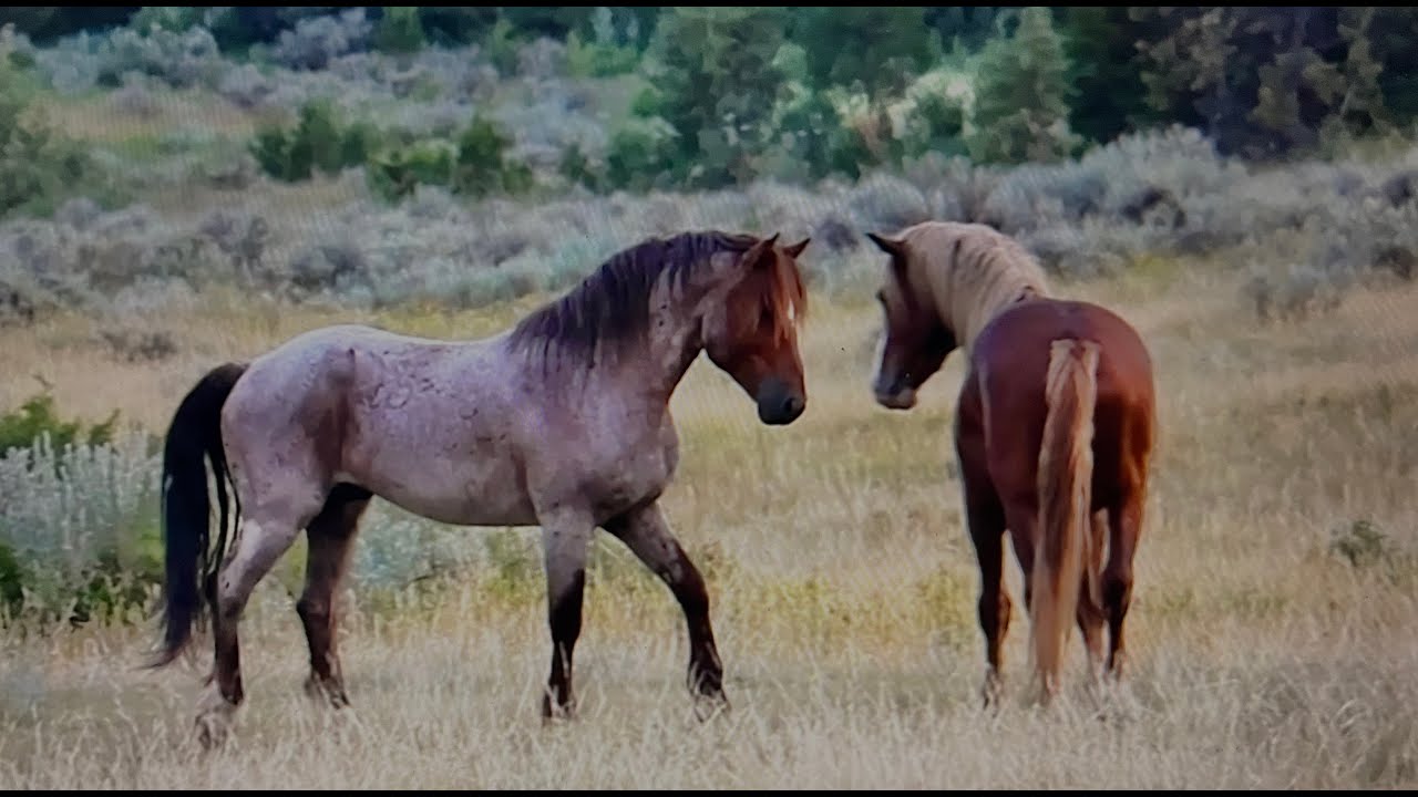 Wild Horses of America S1 Ep 26 Theodore Roosevelt National Park in North Dakota by Karen King