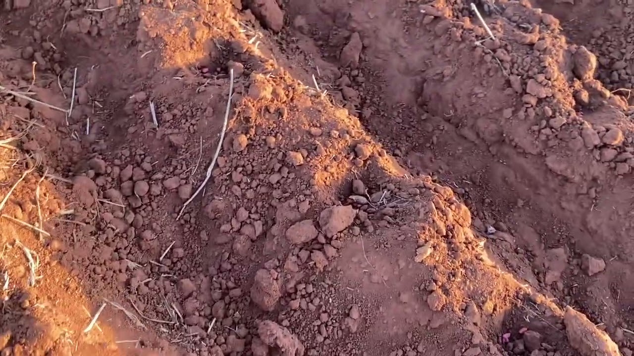 Mostrando como se planta amendoim (povoado terra vermelha)