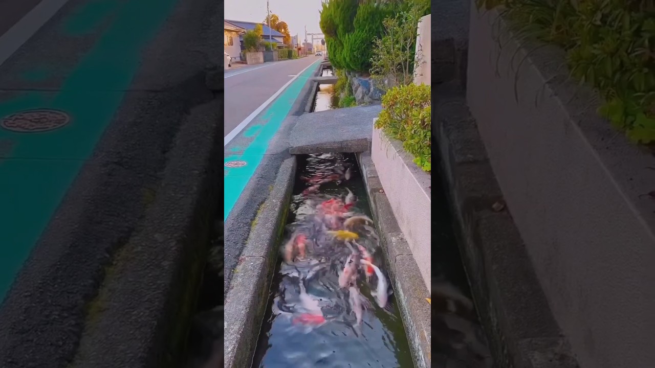 Living Drains of Japan