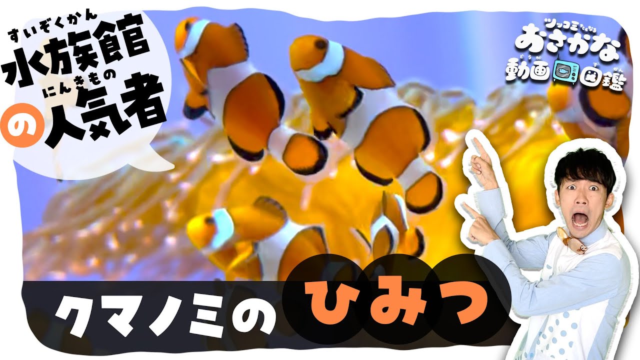 ファインディング ニモ！カクレクマノミの毒をふせぐ秘密@ニフレル【🐟009】ニフレル NIFREL 水族館の人気者！