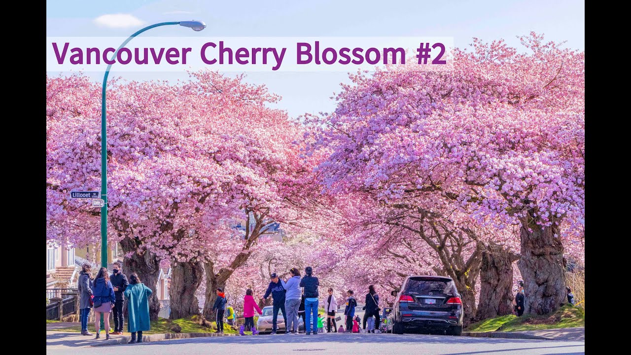 Vancouver Cherry Blossoms #2