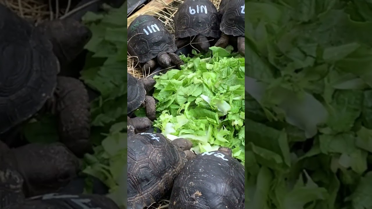 How Fast Do Baby Aldabra Tortoises Eat their Food