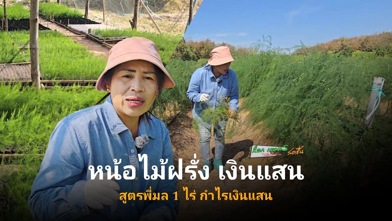 อดิตผู้ช่วยวงการแพทย์ |สู่เจ้าของสวนหน่อไม้ฝรั่งส่งออก