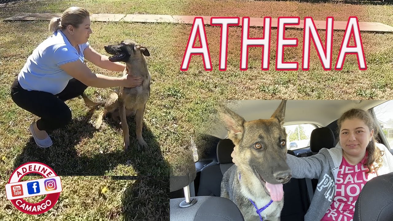 ENCONTRAMOS NOSSA CACHORRA QUE TINHA SUMIDO | ATHENA