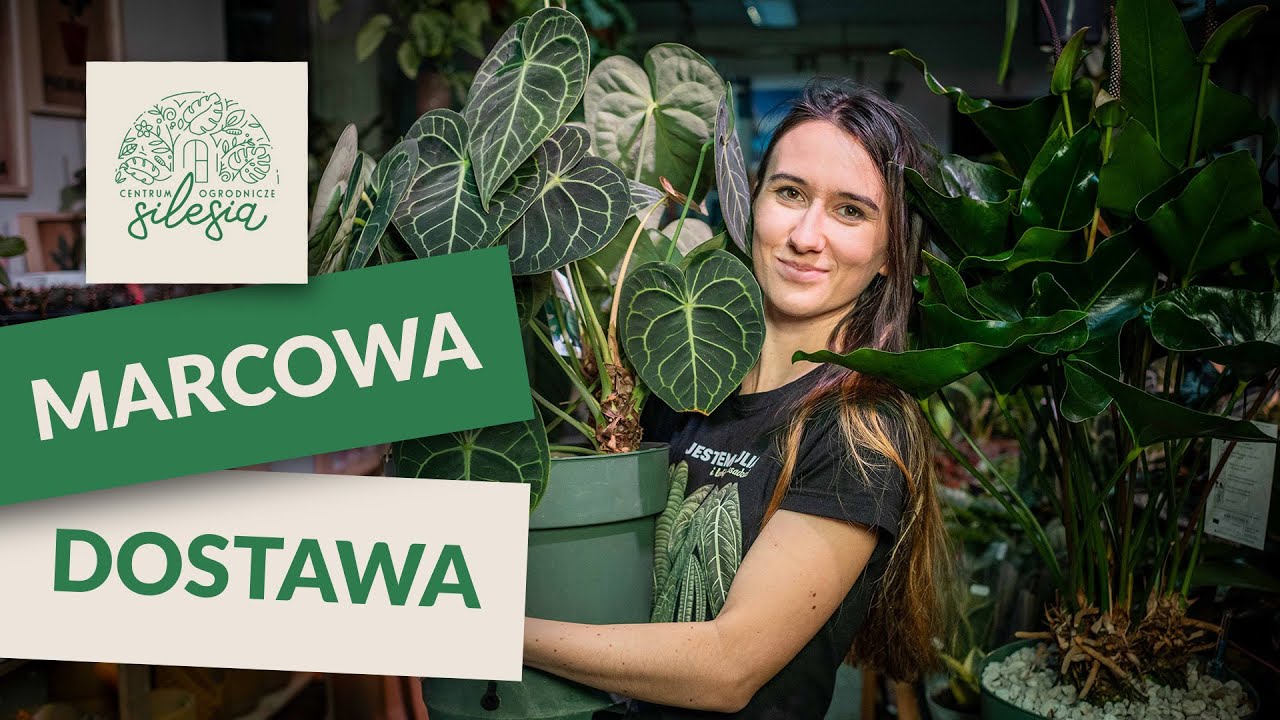 Marcowa dostawa | Monstera Variegata, ogromne Anthurium SZOK !