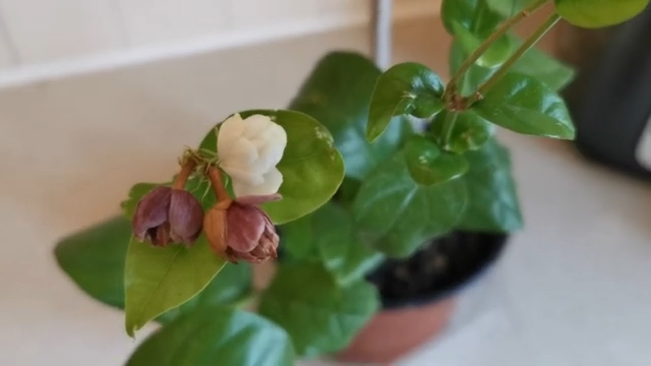 Jasminum sambac Arabian Knight, a double flowered Arabian Jasmine changing flower colour