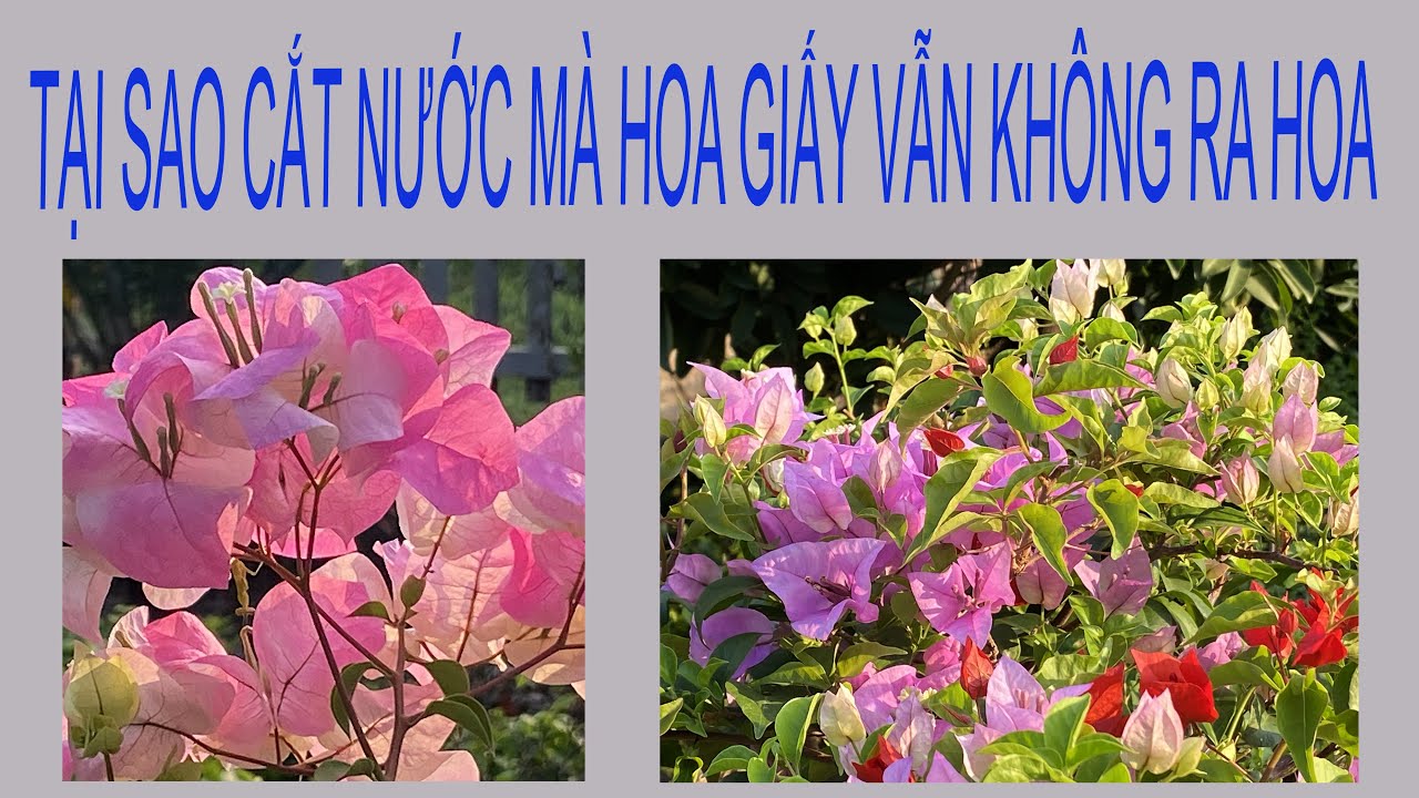 Tại sao sau khi cắt nước hoa giấy vẫn không ra hoa mà chỉ lên ngọn?